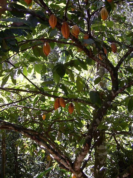 drzewko kakaowca